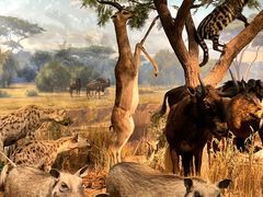 -陕西自然博物馆