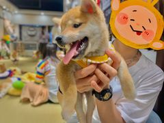 -逗柴咖啡屋·狗咖猫咖宠物桌游