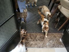 -猫色咖啡·猫咖