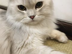-逗柴咖啡屋·狗咖猫咖宠物桌游
