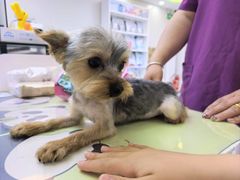 -达爱动物医院·犬猫分区·CT·复杂眼科(远洋山水分院)