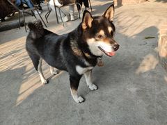 -柴犬高等学院·狗咖·柴犬售卖·宠物训练