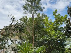 -新加坡飞禽公园