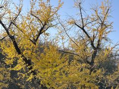 -千年银杏谷文化旅游区