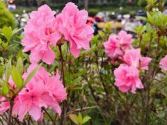 -浦江城市生活广场(江月路店)