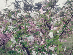 android_upload_pic-雪枫公园