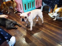 -柯斗斗主题餐厅·狗咖·围炉煮茶·茶饮(国瑞升平里店)