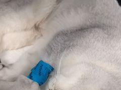 -纳吉亚猫专科动物诊疗中心(蒋宅口分院)