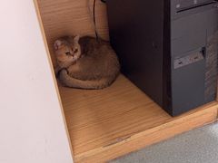 -瑞派·关忠动物医院·猫专科·犬专科(三环新城店)
