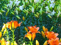 -石家庄市植物园