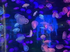 -合肥海洋世界