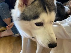 prado-Husky Go! 哈士奇体验馆·宠物咖啡厅狗咖