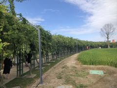 -杭州湾海上花田景区