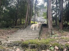 -梭布垭石林景区