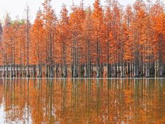 -白鹭湾湿地公园