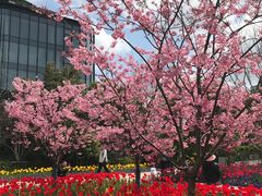 -丹东路渡口(轮渡站)