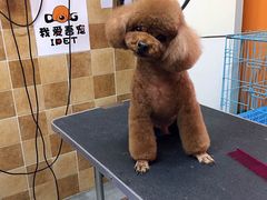 -我爱吾宠宠物美容院(朝阳路店)
