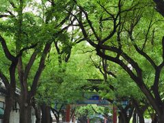 -北京国子监胡同