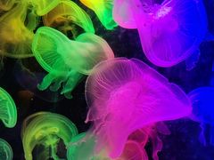 -太平洋海底世界