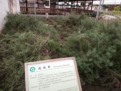 -上海都市菜园