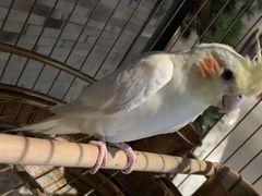 厨娘腊味煎锅巴-小厨娘淮扬菜(六合欢乐港店)