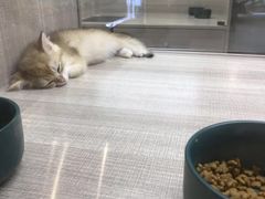 -飞行喵MR PILOT|猫舍·猫咖(静安大融城店)