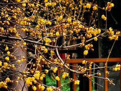 -亭林园-华藏寺