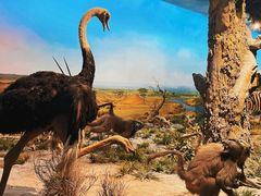 -国家自然博物馆