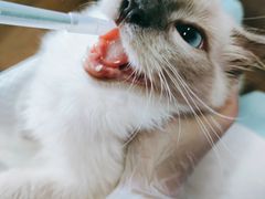 -东方名猫馆·英短金渐层布偶猫舍(环线广场1号楼店)