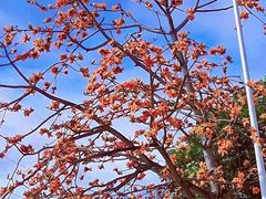 -海南霸王岭国家森林公园