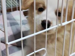 -天宠宠物医院24小时·急重症诊疗中心·全科·腔镜特色(和平分院)