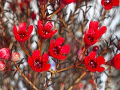 -花鸟鱼虫鲜花绿植市场(玉泉路店)