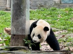 -都江堰中华大熊猫苑