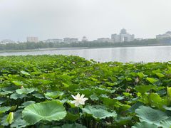 -莲花池公园