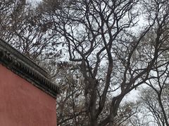 -北陵公园