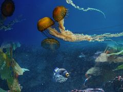 -海合安成都极地海洋公园