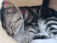 -宠福鑫康馨动物医院·骨科·眼科
