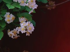 -北京石刻艺术博物馆(五塔寺)