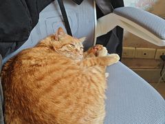 -天使宠物医院·犬猫分诊(彩虹店)