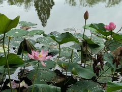 -长兴太湖图影湿地文化园