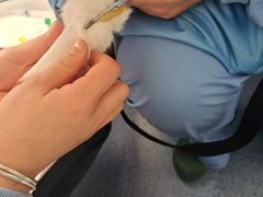 -顺强宠物诊所·狂犬免疫·夜诊·骨科(嘉定店)