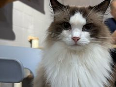 -豆逗聊愈猫阁Easy Life