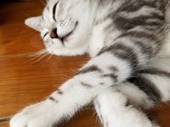 -袖虎·猫馆(体育西路店)