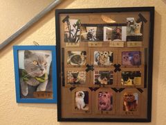 -猫友咖啡店(玉林西路店)