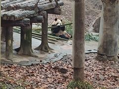 -都江堰中华大熊猫苑