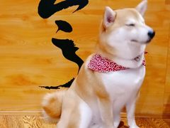 -柴务处·柴犬主题狗咖
