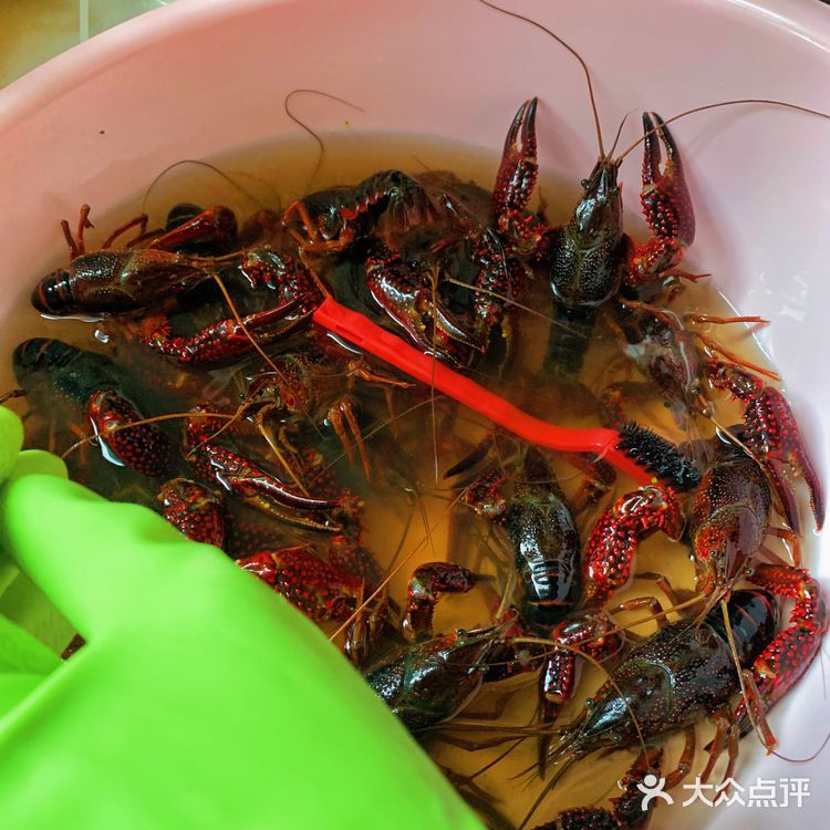 暑期吃虾🦞