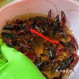 暑期吃虾🦞