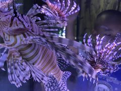 -合肥海洋世界