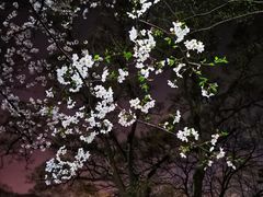 -武汉大学-樱园
